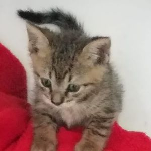 Meet your Posher, Carol